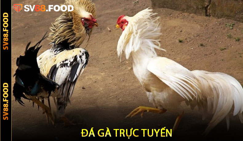 Đá gà trực tuyến