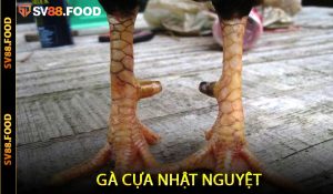 Gà Cựa Nhật Nguyệt