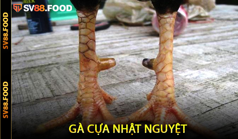 Gà Cựa Nhật Nguyệt